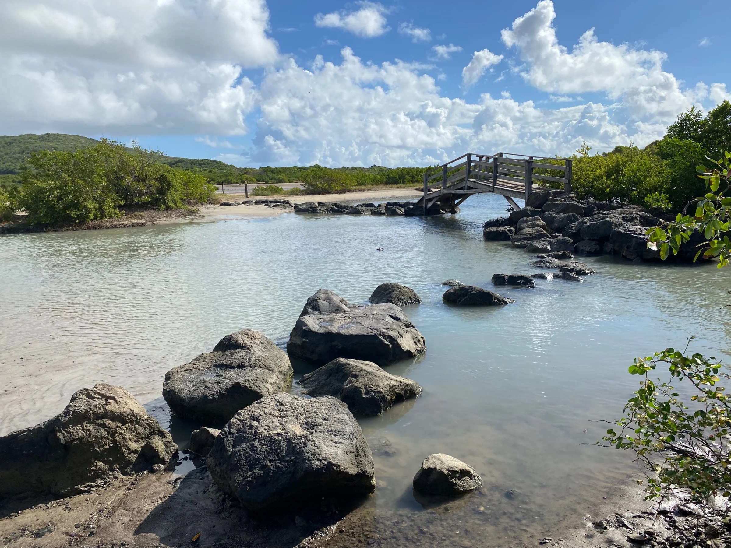Près de la plage des Salines, Martinique