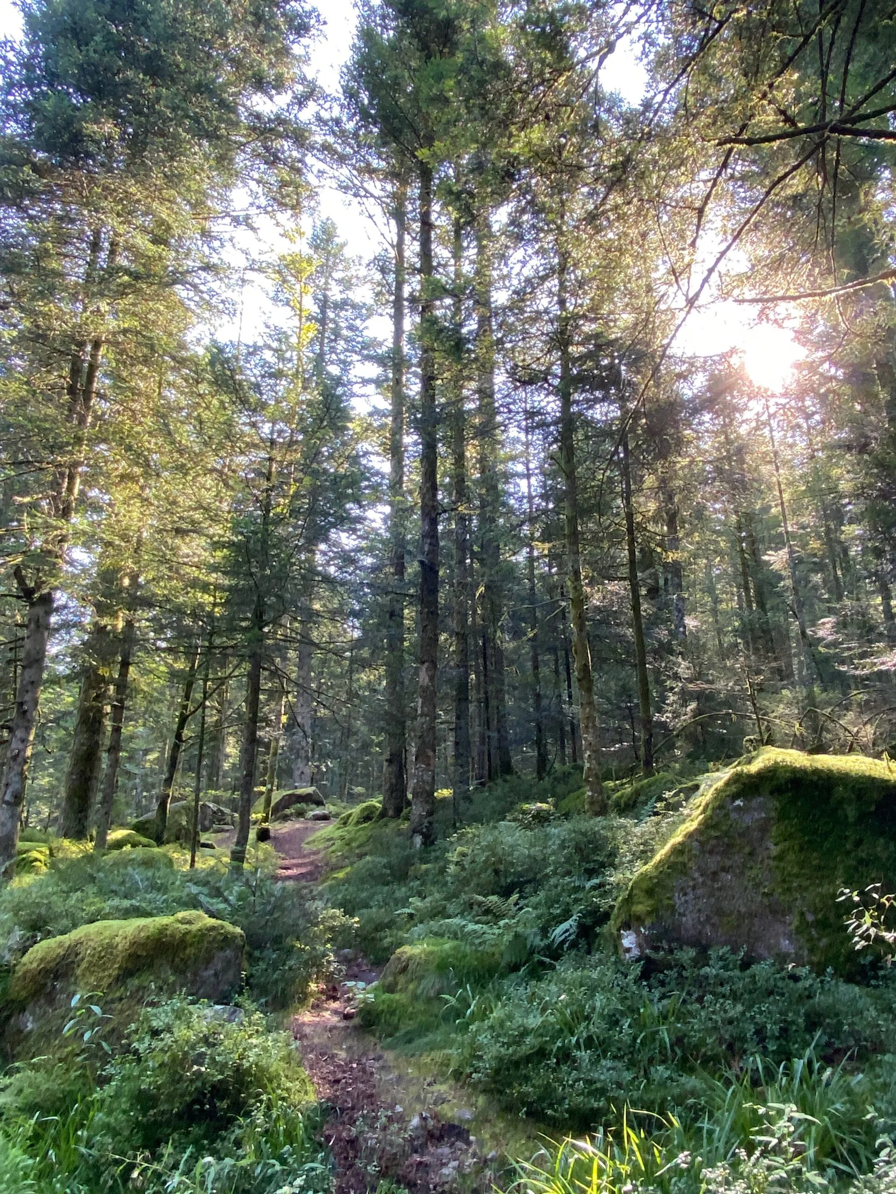 Forêt dans Les Vosges